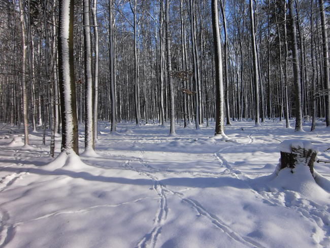 Unser Forst im Winter