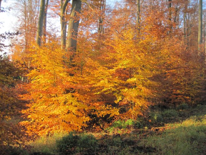 Altweibersommer im Forst