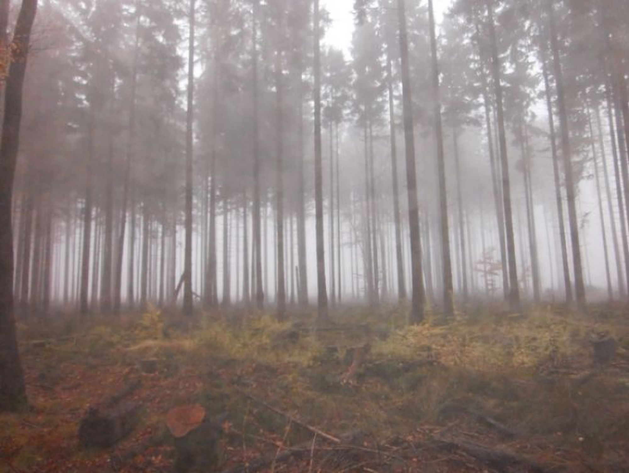 Forst im Morgendunst