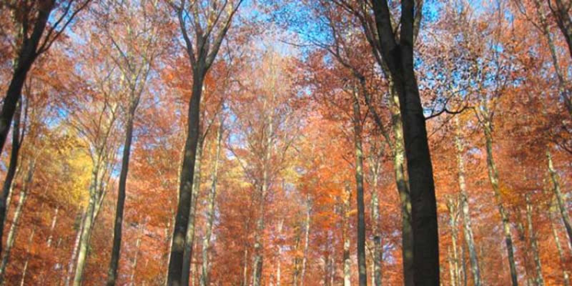 herbst-im-forst
